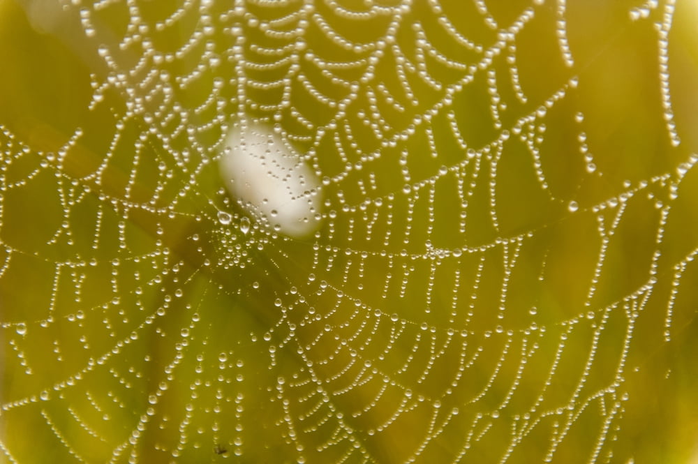 Morning dew on a spider web near Silver Salmon Creek in Lake Clark National Park & Preserve Alaska Canvas Art - Carl Johnson Design Pics (19 x 12)