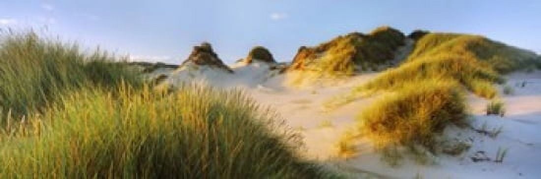 Morning light on Forvie dunes Newburgh Aberdeenshire Scotland Canvas Art - Panoramic Images (18 x 6)