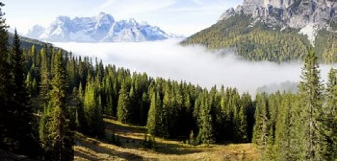 Morning mist over trees in a forest Lake Misurina Dolomites Belluno Veneto Italy Canvas Art - Panoramic Images (24 x 12)