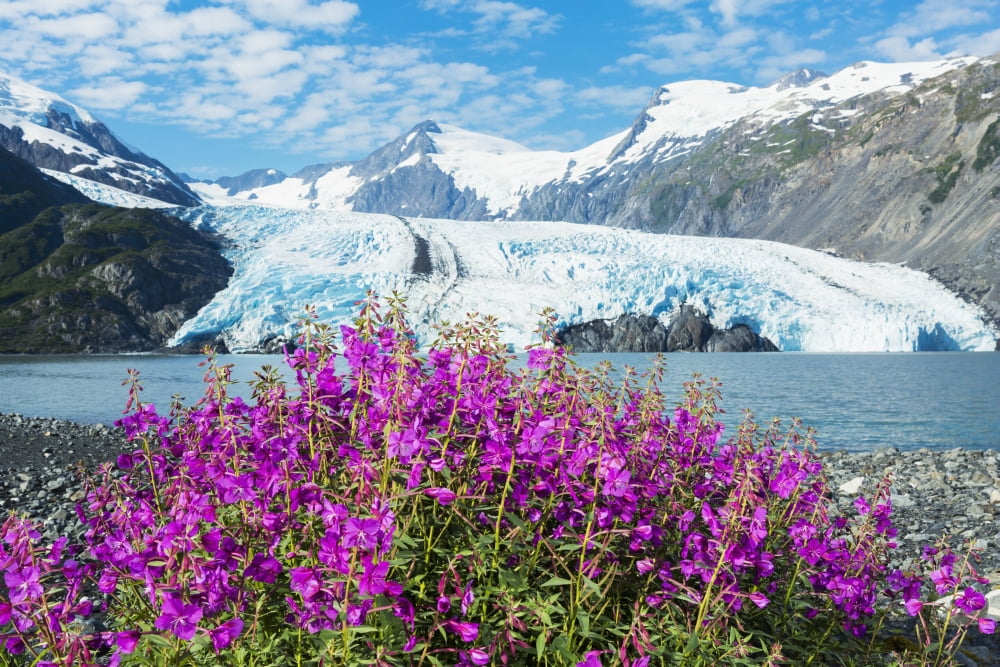 Morning view of Portage Lake with view of Dwarf Fireweed (River Beauty) and Portage Glacier Chugach National Forest Alaska Canvas Art - Michael DeYoung Design Pics (38 x 24)