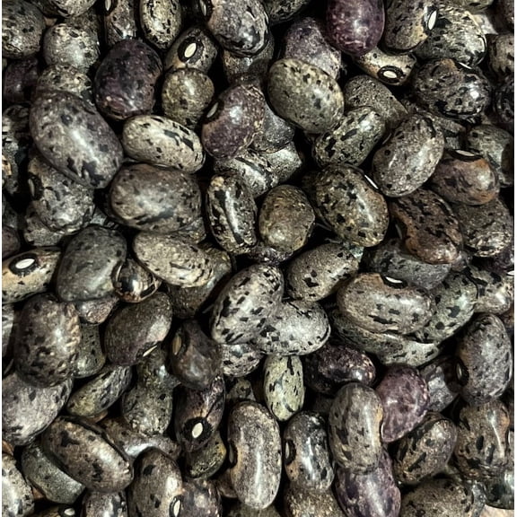 Moro Bean Heirloom Seed Packet