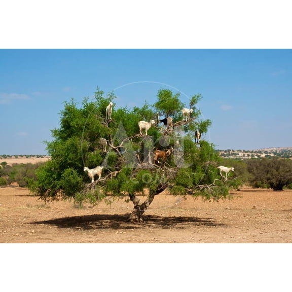 Moroccan Goats in an Argan Tree Argania Spinosa Eating Argan Nuts, Animals Unframed Photographic Print Wall Art by Aerostato Sold by Art.Com