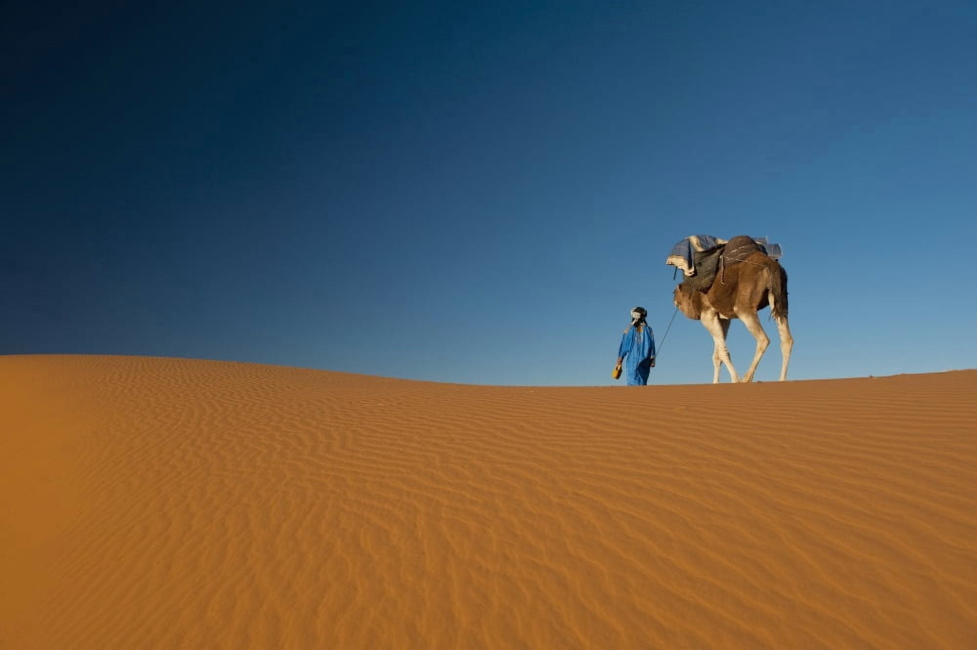 Morocco Berber leading camel across sand dune near Merzouga in Sahara Desert Erg Chebbi area Canvas Art - Ian Cumming Design Pics (19 x 12)