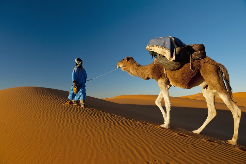 Morocco Berber leading camel across sand dune near Merzouga in Sahara Desert Erg Chebbi area Canvas Art - Ian Cumming Design Pics (38 x 24)