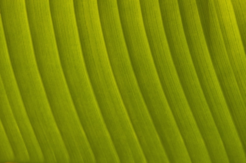 Morocco Detail of leaf in the gardens of La Mamounia Hotel Marrakech Canvas Art - Ian Cumming Design Pics (19 x 12)