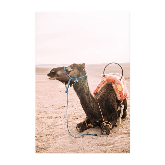 Morocco Dromedary Camel - Agafay Marrakesh-Safi Morocco Photography Desert Wildlife Animal Pastoral Scenic Unframed Wall Art Print 20 x 28 inches