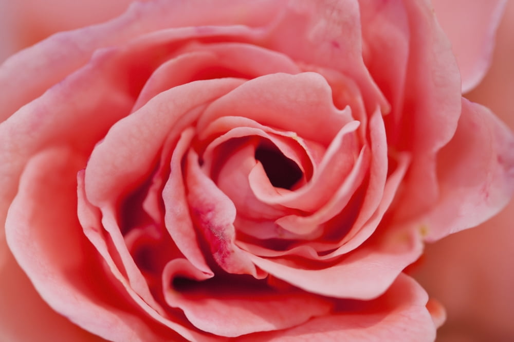 Morocco Marrakech Marrakech Detail of rose in the gardens of La Mamounia Hotel Canvas Art - Ian Cumming Design Pics (19 x 12)