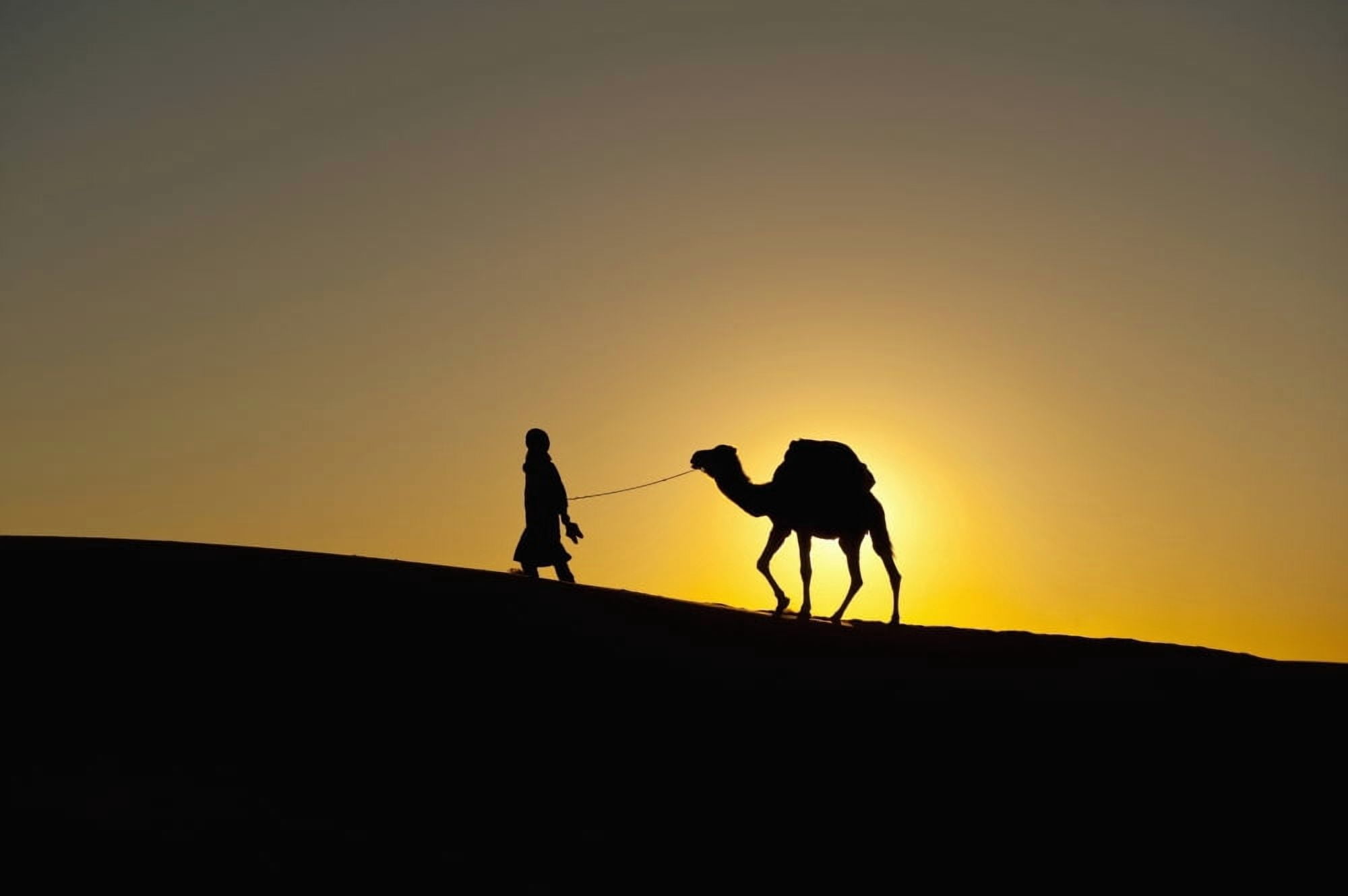 Morocco Silhouette of Berber Blue man leading camel across sand dunes at dusk in Erg Chebbi area Sahara Desert near Merzouga Canvas Art - Ian Cumming Design Pics (19 x 12)