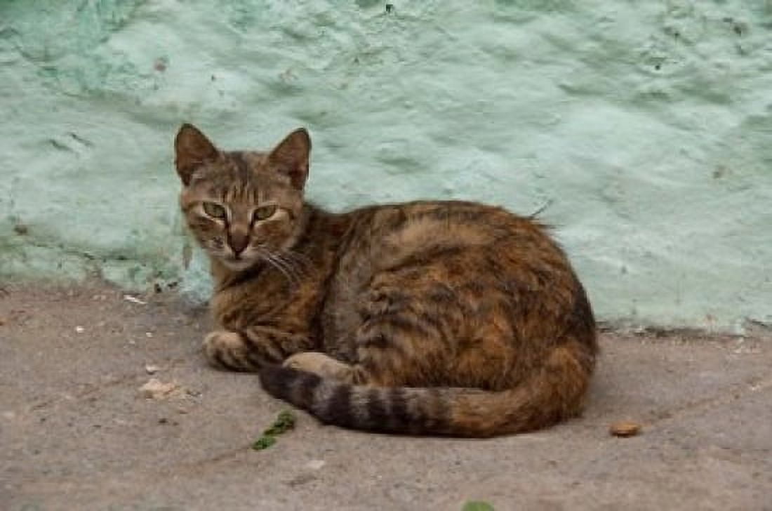 Morocco Tetouan Medina of TEtouan Alley cat Canvas Art - Cindy Miller Hopkins DanitaDelimont (17 x 11)
