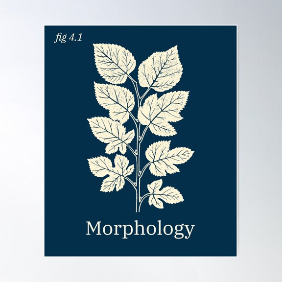 Morphology Poster Wall Art, Modern Wall Decor For Living Room Bedroom, 8x12 UNFRAMED
