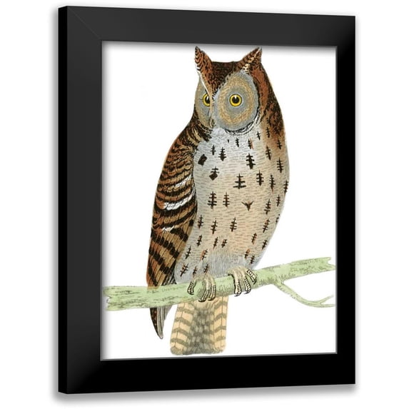 Morris 12x14 Black Modern Framed Museum Art Print Titled - Morris Mottled Owl