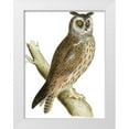 thumbnail image 1 of Morris 15x18 White Modern Wood Framed Museum Art Print Titled - Morris Long Eared Owl, 1 of 4