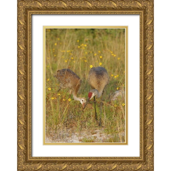 Morris, Arthur 11x14 Gold Ornate Wood Framed with Double Matting Museum Art Print Titled - FL, Parent feeds sandhill crane chick a mayfly