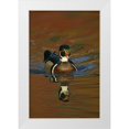 thumbnail image 1 of Morris, Arthur 11x14 White Modern Wood Framed Museum Art Print Titled - Ohio, Cleveland Wood duck drake swimming, 1 of 4