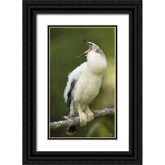 Morris, Arthur 12x18 Black Ornate Wood Framed with Double Matting Museum Art Print Titled - FL, Abandoned anhinga chick on branch yawning