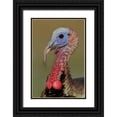 thumbnail image 1 of Morris, Arthur 13x18 Black Ornate Wood Framed with Double Matting Museum Art Print Titled - FL, Indian Lake Estates Wild male turkey head, 1 of 4