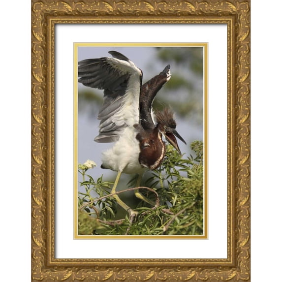 Morris, Arthur 13x18 Gold Ornate Wood Framed with Double Matting Museum Art Print Titled - FL, Kissimmee Tricolored heron chick