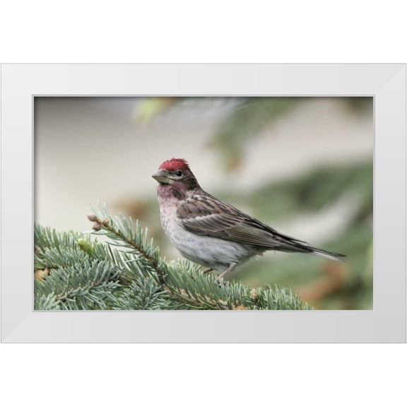 Morris, Arthur 14x10 White Modern Wood Framed Museum Art Print Titled - Canada, BC, Kamloops Cassins finch in a pine