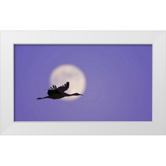Morris, Arthur 14x10 White Modern Wood Framed Museum Art Print Titled - New Mexico Sandhill crane flying by the moon