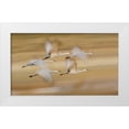 thumbnail image 1 of Morris, Arthur 14x10 White Modern Wood Framed Museum Art Print Titled - New Mexico Sandhill cranes fly in blurred, 1 of 4