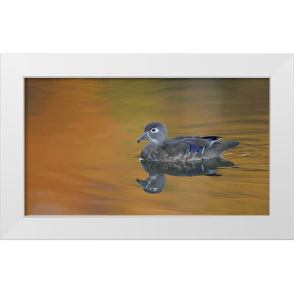 Morris, Arthur 14x10 White Modern Wood Framed Museum Art Print Titled - Ohio, Cleveland, Abstract of wood duck hen
