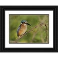 thumbnail image 1 of Morris, Arthur 14x11 Black Ornate Wood Framed with Double Matting Museum Art Print Titled - Kenya, Lake Baringo Pygmy kingfisher perched, 1 of 4
