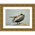 thumbnail image 1 of Morris, Arthur 14x11 Gold Ornate Wood Framed with Double Matting Museum Art Print Titled - CA, La Jolla Brown pelican performs behavior, 1 of 4