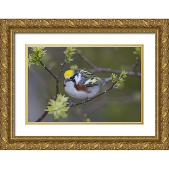 Morris, Arthur 14x11 Gold Ornate Wood Framed with Double Matting Museum Art Print Titled - Canada, Ontario, Chestnut-sided warbler on tree