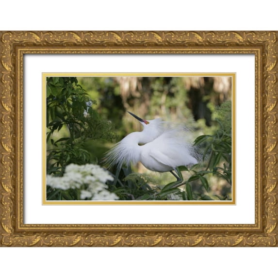 Morris, Arthur 14x11 Gold Ornate Wood Framed with Double Matting Museum Art Print Titled - FL Snowy egret displaying surrounded by foliage