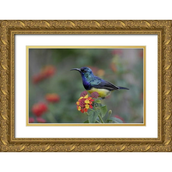 Morris, Arthur 14x11 Gold Ornate Wood Framed with Double Matting Museum Art Print Titled - Kenya, Lake Naivasha Variable sunbird on flowers