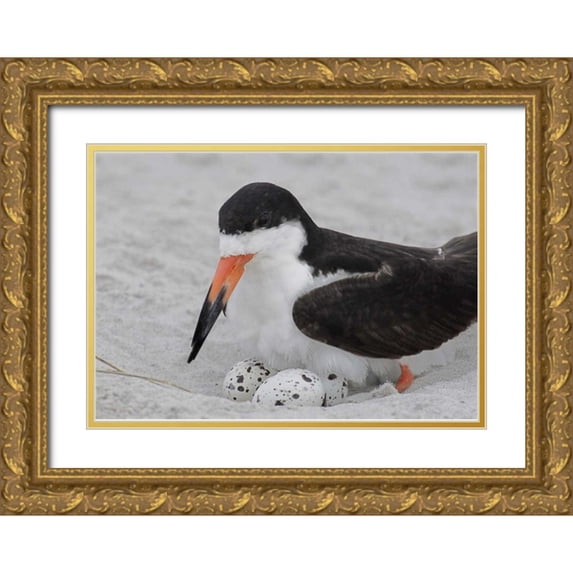 Morris, Arthur 14x11 Gold Ornate Wood Framed with Double Matting Museum Art Print Titled - NY, Nickerson Beach Black skimmer sits on eggs