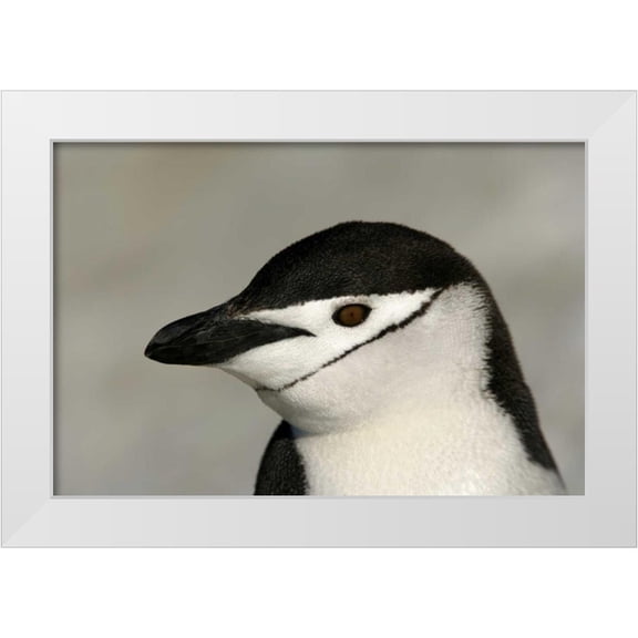 Morris, Arthur 14x11 White Modern Wood Framed Museum Art Print Titled - Antarctica, Half Moon IslandChinstrap penguin