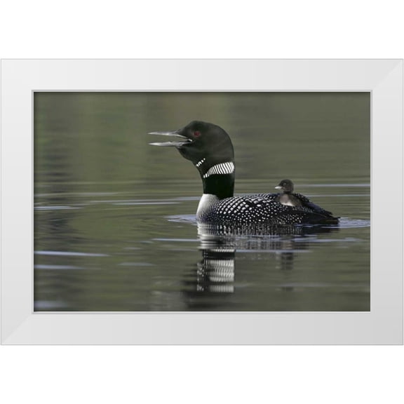 Morris, Arthur 14x11 White Modern Wood Framed Museum Art Print Titled - Canada, BC, Kamloops Common loon with chick