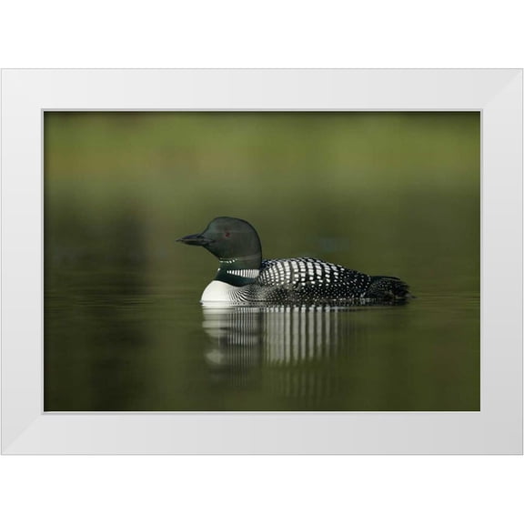 Morris, Arthur 14x11 White Modern Wood Framed Museum Art Print Titled - Canada, BC, Kamloops Portrait of common loon