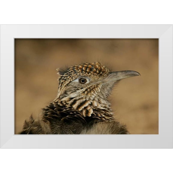 Morris, Arthur 14x11 White Modern Wood Framed Museum Art Print Titled - New Mexico, Bosque Del Apache Great roadrunner