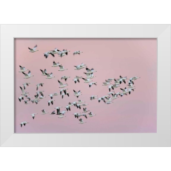 Morris, Arthur 14x11 White Modern Wood Framed Museum Art Print Titled - New Mexico Snow geese in flight against pink sky