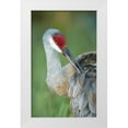 thumbnail image 1 of Morris, Arthur 16x24 White Modern Wood Framed Museum Art Print Titled - FL Sandhill crane preening its feathers, 1 of 4