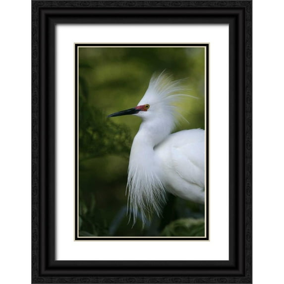 Morris, Arthur 17x24 Black Ornate Wood Framed with Double Matting Museum Art Print Titled - FL Snowy egret in breeding plumage