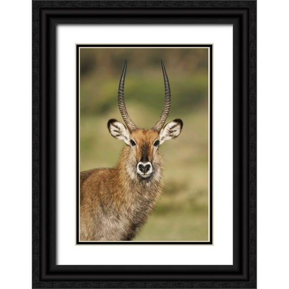 Morris, Arthur 17x24 Black Ornate Wood Framed with Double Matting Museum Art Print Titled - Kenya, Lake Naivasha Male Defassa waterbuck