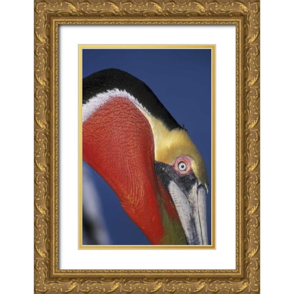 Morris, Arthur 17x24 Gold Ornate Wood Framed with Double Matting Museum Art Print Titled - CA, La Jolla Brown pelican in breeding plumage