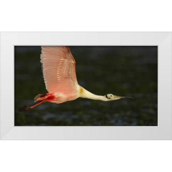 Morris, Arthur 18x12 White Modern Wood Framed Museum Art Print Titled - Florida, Tampa Bay Roseate spoonbill in flight