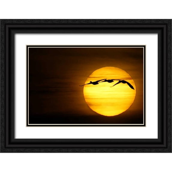 Morris, Arthur 18x13 Black Ornate Wood Framed with Double Matting Museum Art Print Titled - New Mexico Three snow geese fly across sun