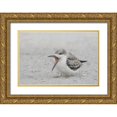 thumbnail image 1 of Morris, Arthur 18x13 Gold Ornate Wood Framed with Double Matting Museum Art Print Titled - NY, Nickerson Beach, Black skimmer chick on beach, 1 of 4