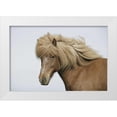 thumbnail image 1 of Morris, Arthur 18x13 White Modern Wood Framed Museum Art Print Titled - Iceland Portrait of an Icelandic horse, 1 of 4