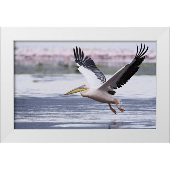 Morris, Arthur 18x13 White Modern Wood Framed Museum Art Print Titled - Kenya, Nakuru NP Great white pelican takes off