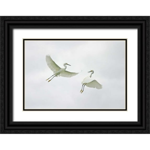Morris, Arthur 18x14 Black Ornate Wood Framed with Double Matting Museum Art Print Titled - FL, Sanibel Snowy egrets engage in fighting