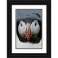 thumbnail image 1 of Morris, Arthur 22x32 Black Ornate Wood Framed with Double Matting Museum Art Print Titled - Iceland, Latrabjarg Atlantic puffin head, 1 of 4