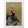 thumbnail image 1 of Morris, Arthur 23x32 White Modern Wood Framed Museum Art Print Titled - FL, Indian Lake Estates Wild male turkey, 1 of 4