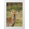 thumbnail image 1 of Morris, Arthur 23x32 White Modern Wood Framed Museum Art Print Titled - Kenya, Lake Naivasha Male Defassa waterbuck, 1 of 4