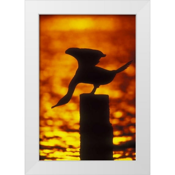 Morris, Arthur 23x32 White Modern Wood Framed Museum Art Print Titled - NY, Silhouette of double crested cormorant